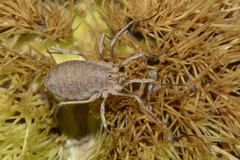 Odiellus troguloides