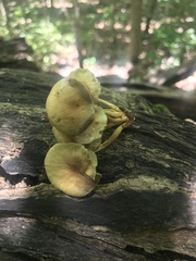 Hypholoma subviride