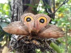 Automeris belti