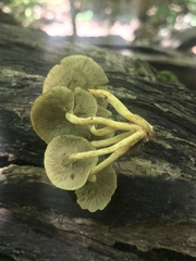 Hypholoma subviride