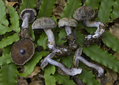 Thaxterogaster chalybeus