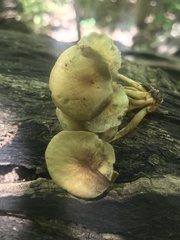 Hypholoma subviride