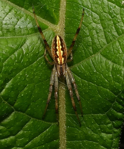 Grass Neoscona Spider