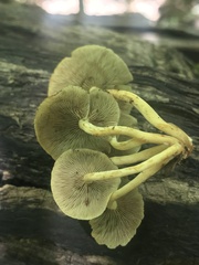 Hypholoma subviride