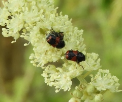 Griburius albilabris