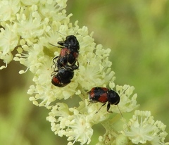 Griburius albilabris