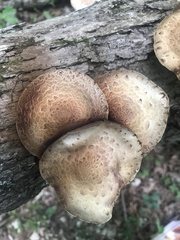 Pholiota polychroa
