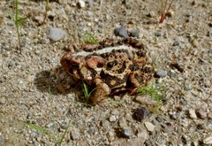 Anaxyrus americanus copei
