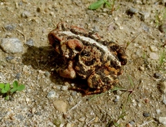 Anaxyrus americanus copei