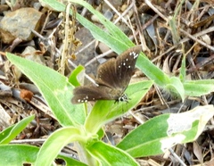 Pholisora