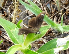 Pholisora
