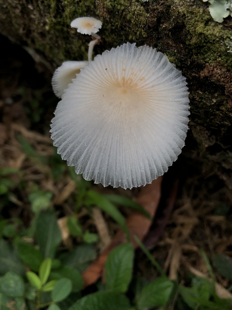 Leucocoprinus fragilissimus · October 2019 · photo: © blazeclaw (iNaturalist, cc-by)