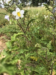 Solanum sisymbriifolium