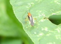 Ganocapsus filiformis