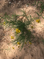 Helenium amarum amarum