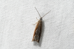 Ancylis diminuatana