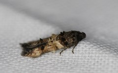 Walshia miscecolorella