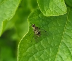 Chrysopilus splendidus