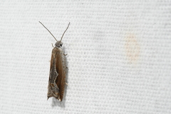 Ancylis diminuatana