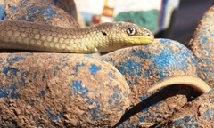 Delma inornata