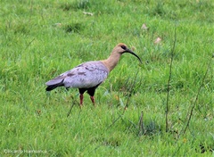 Theristicus melanopis