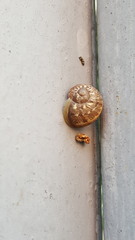 Helicidae