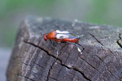 Macrosiagon octomaculata