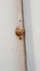 Helicidae