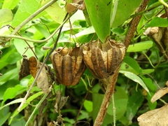 Aristolochia taliscana