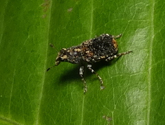Platyrhinini