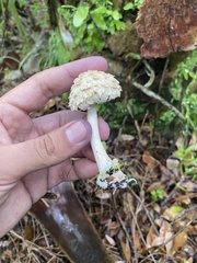Boletellus ananas image