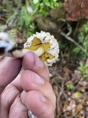 Boletellus ananas image