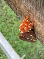 Citheronia volcan