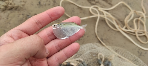 Zilveren bijlzalm (Thoracocharax stellatus) — Gasteropelecidae — 2
