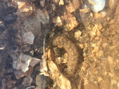 Lepidonotus squamatus