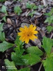 Sphagneticola trilobata