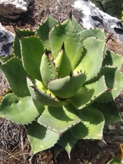 Agave chiapensis