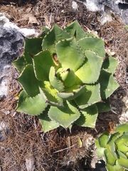 Agave chiapensis