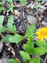 Sphagneticola trilobata