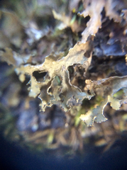 Tuckermanopsis chlorophylla