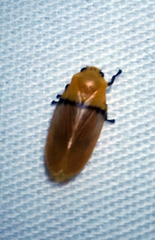 Monecphora cingulata