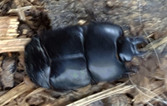 Hololepta