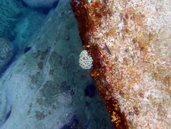 Botrylloides magnicoecus