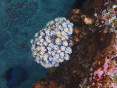 Botrylloides magnicoecus