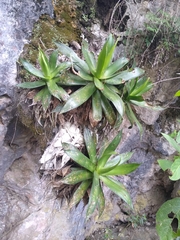 Agave hiemiflora