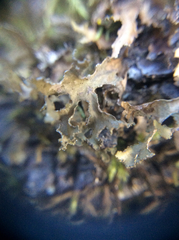 Tuckermanopsis chlorophylla