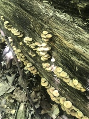 Hypholoma subviride