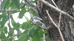 Poecile atricapillus