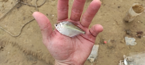 Psalidodon erythropterus