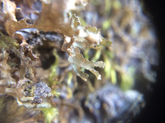 Tuckermanopsis chlorophylla